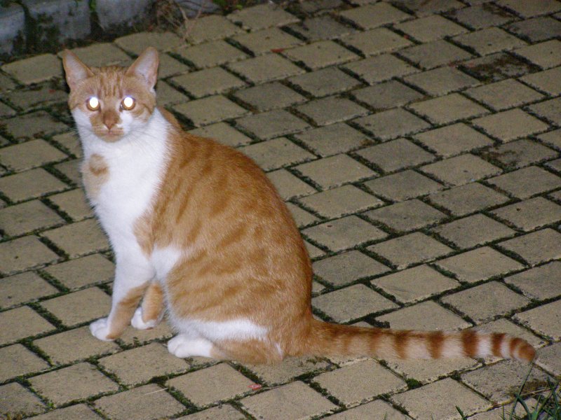 Kocour Kadlík
